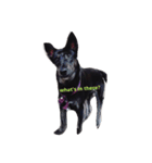 Balinese dog:yotako（個別スタンプ：4）