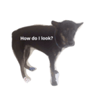 Balinese dog:yotako（個別スタンプ：5）