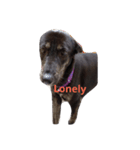 Balinese dog:yotako（個別スタンプ：6）