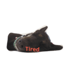 Balinese dog:yotako（個別スタンプ：7）