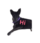 Balinese dog:yotako（個別スタンプ：8）
