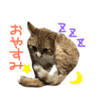 くーとちゃちゃスタンプ（個別スタンプ：8）