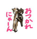 くーとちゃちゃスタンプ（個別スタンプ：10）