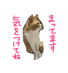 くーとちゃちゃスタンプ（個別スタンプ：14）