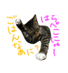 くーとちゃちゃスタンプ（個別スタンプ：16）