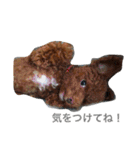 チョコ（プードル×チワワ）とその仲間たち（個別スタンプ：1）