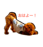 チョコ（プードル×チワワ）とその仲間たち（個別スタンプ：5）