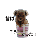 チョコ（プードル×チワワ）とその仲間たち（個別スタンプ：6）