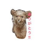 チョコ（プードル×チワワ）とその仲間たち（個別スタンプ：8）