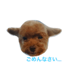 チョコ（プードル×チワワ）とその仲間たち（個別スタンプ：9）