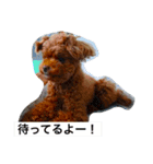 チョコ（プードル×チワワ）とその仲間たち（個別スタンプ：11）