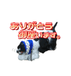 スノーホワイトエンジェル A.コッカー（個別スタンプ：14）