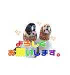 スノーホワイトエンジェル A.コッカー（個別スタンプ：15）