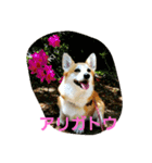 コーギー優奈の日常（個別スタンプ：9）