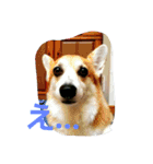 コーギー優奈の日常（個別スタンプ：10）