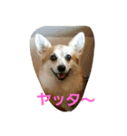 コーギー優奈の日常（個別スタンプ：12）
