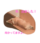 コーギー優奈の日常（個別スタンプ：16）