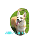 コーギー優奈の日常（個別スタンプ：17）