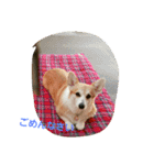 コーギー優奈の日常（個別スタンプ：21）