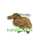 動物たちすたんぴー（個別スタンプ：2）