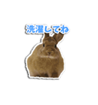 動物たちすたんぴー（個別スタンプ：3）