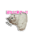 動物たちすたんぴー（個別スタンプ：5）