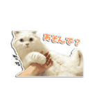動物たちすたんぴー（個別スタンプ：7）