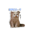 動物たちすたんぴー（個別スタンプ：8）