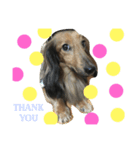 dog s.（個別スタンプ：2）