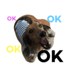 dog s.（個別スタンプ：3）