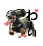 dog s.（個別スタンプ：4）