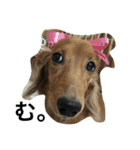 dog s.（個別スタンプ：6）