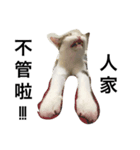 Fourpeepcats（個別スタンプ：2）