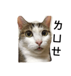 Fourpeepcats（個別スタンプ：5）