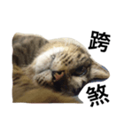 Fourpeepcats（個別スタンプ：6）