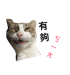 Fourpeepcats（個別スタンプ：7）