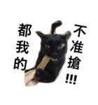 Fourpeepcats（個別スタンプ：8）