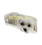 村山さんちのもかちゃん2（個別スタンプ：3）