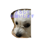 村山さんちのもかちゃん2（個別スタンプ：9）