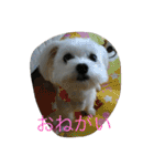 村山さんちのもかちゃん2（個別スタンプ：14）
