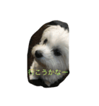 村山さんちのもかちゃん2（個別スタンプ：24）