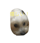 村山さんちのもかちゃん2（個別スタンプ：30）