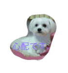 村山さんちのもかちゃん2（個別スタンプ：31）