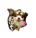 ジュエラちゃんの日常♡（個別スタンプ：1）