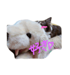 ジュエラちゃんの日常♡（個別スタンプ：7）