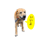 みんな大好きなアンディくん（個別スタンプ：5）