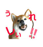 柴顔判子2（個別スタンプ：2）