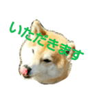 柴顔判子2（個別スタンプ：4）
