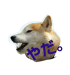 柴顔判子2（個別スタンプ：6）