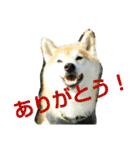 柴顔判子2（個別スタンプ：7）